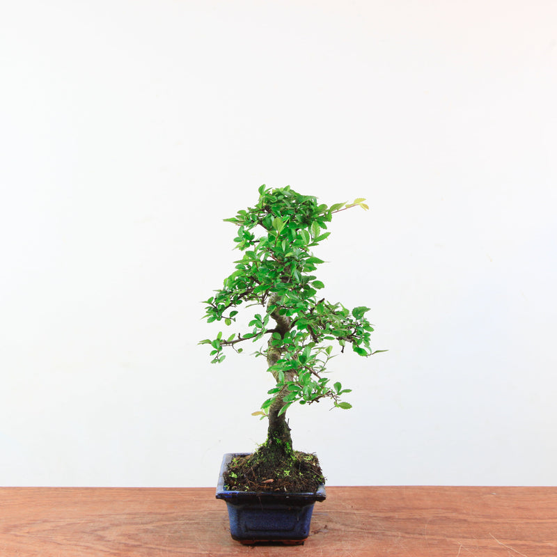 Bonsai Ulmus Parvifolia 'Chinese iep'