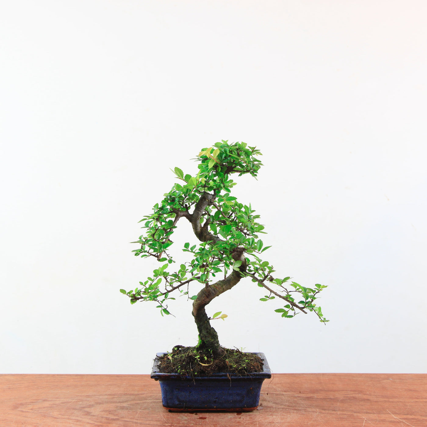 Bonsai Ulmus Parvifolia 'Chinese iep'