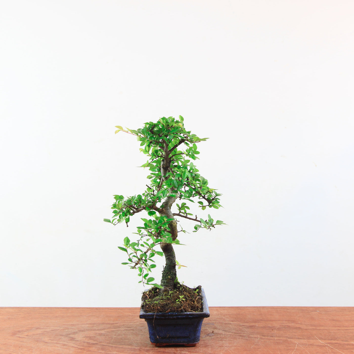Bonsai Ulmus Parvifolia 'Chinese iep'