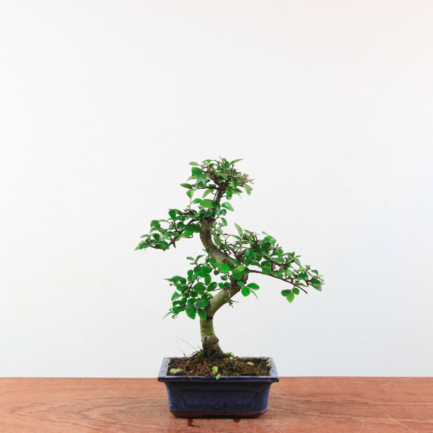 Bonsai Ulmus Parvifolia 'Chinese iep'