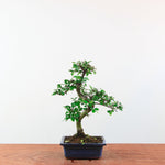 Bonsai Ulmus Parvifolia 'Chinese iep'
