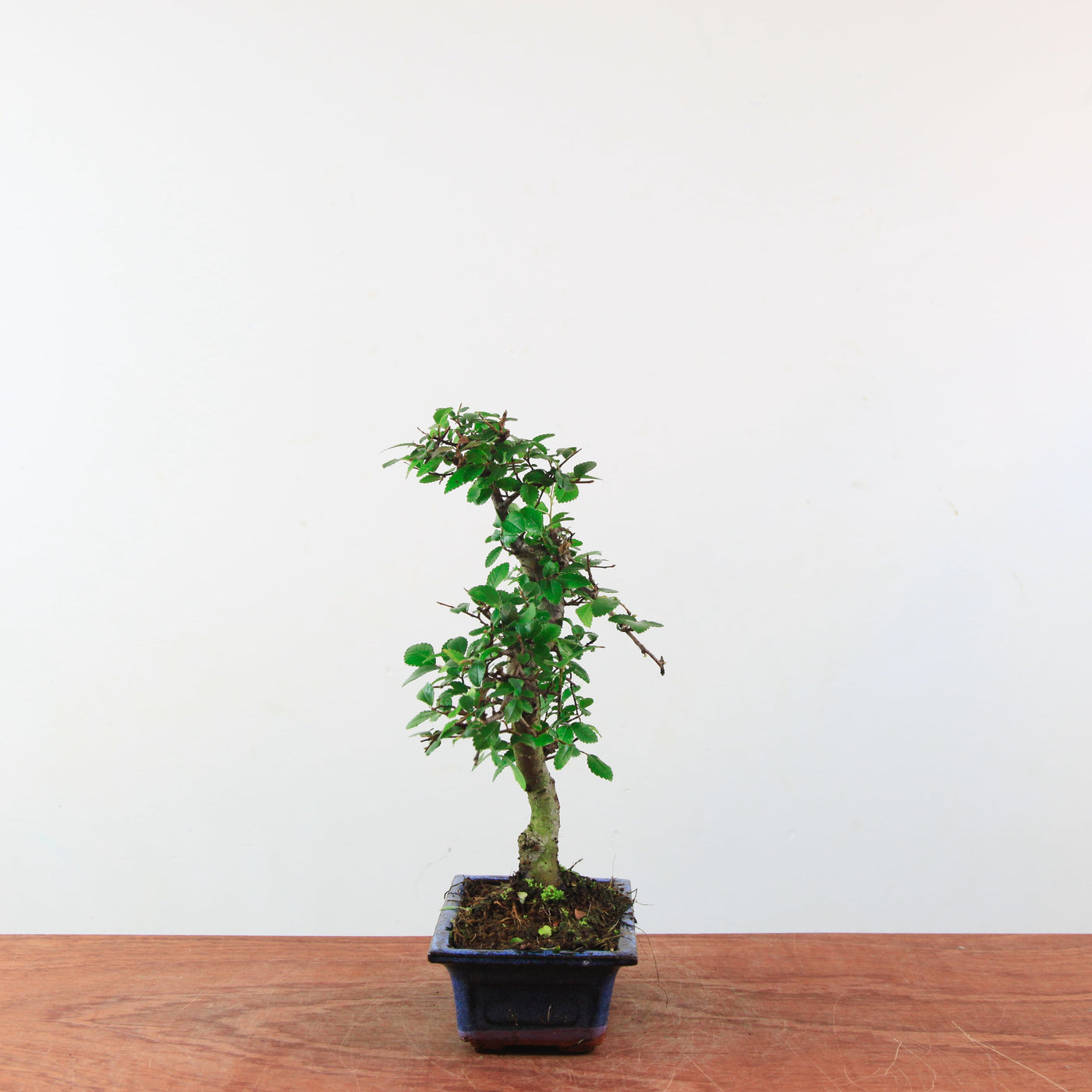 Bonsai Ulmus Parvifolia 'Chinese iep'