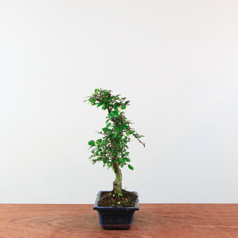 Bonsai Ulmus Parvifolia 'Chinese iep'