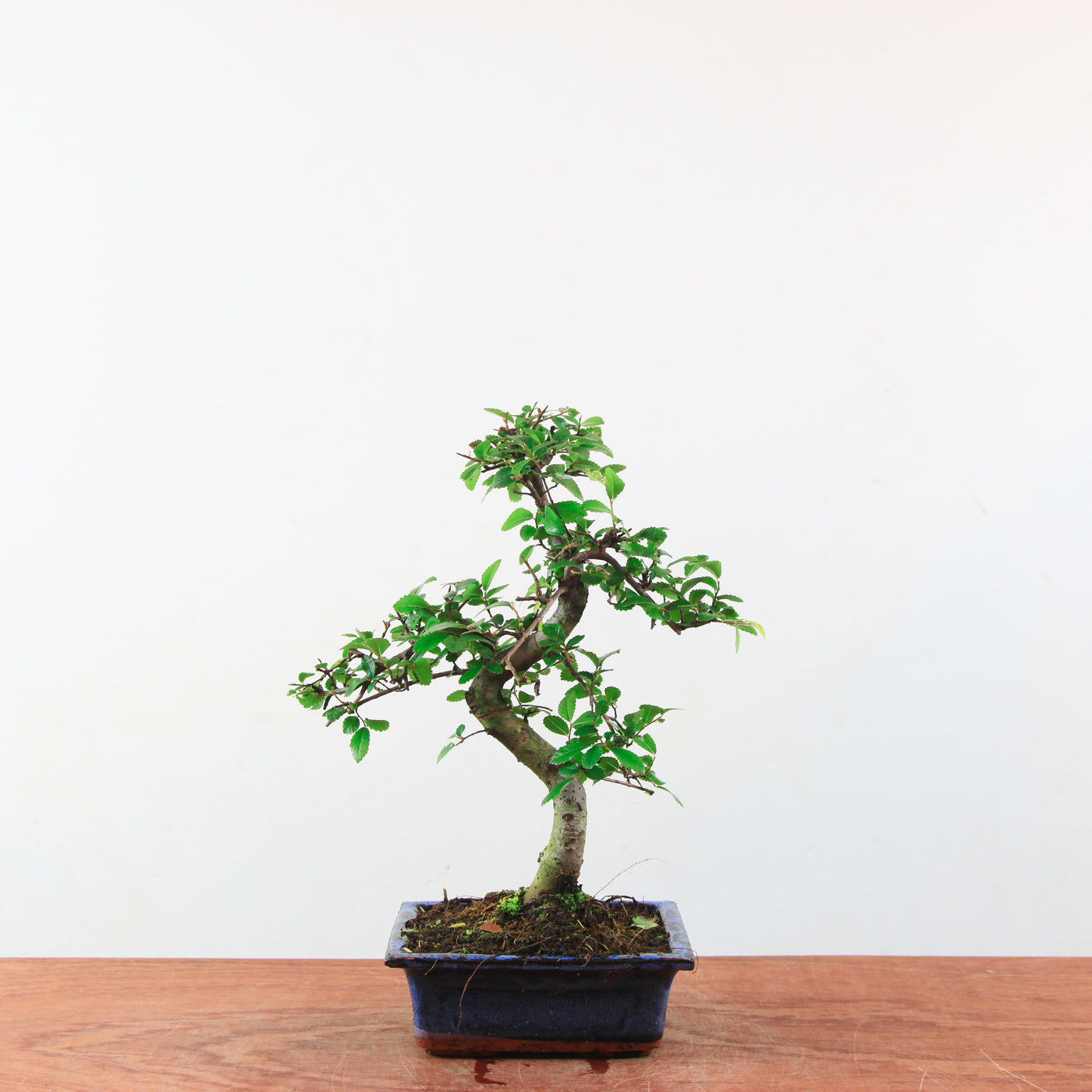 Bonsai Ulmus Parvifolia 'Chinese iep'