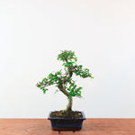 Bonsai Ulmus Parvifolia 'Chinese iep'