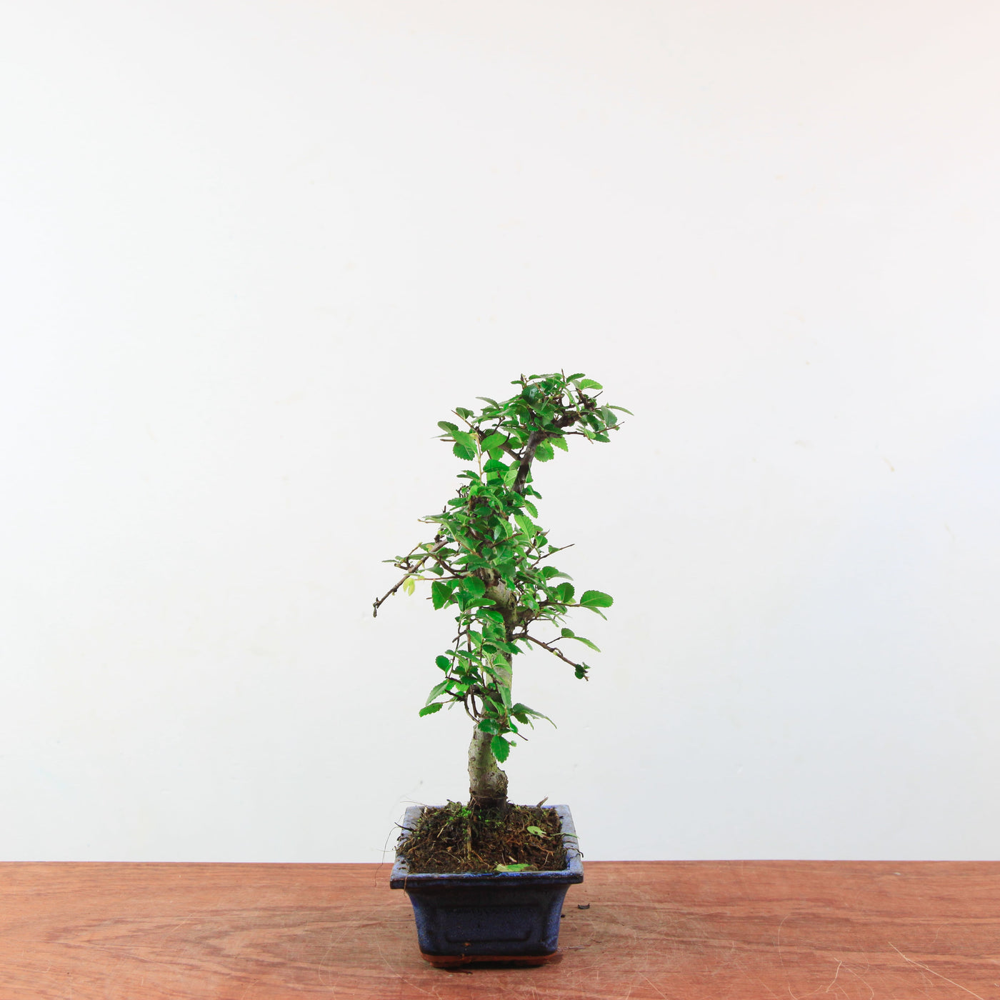 Bonsai Ulmus Parvifolia 'Chinese iep'