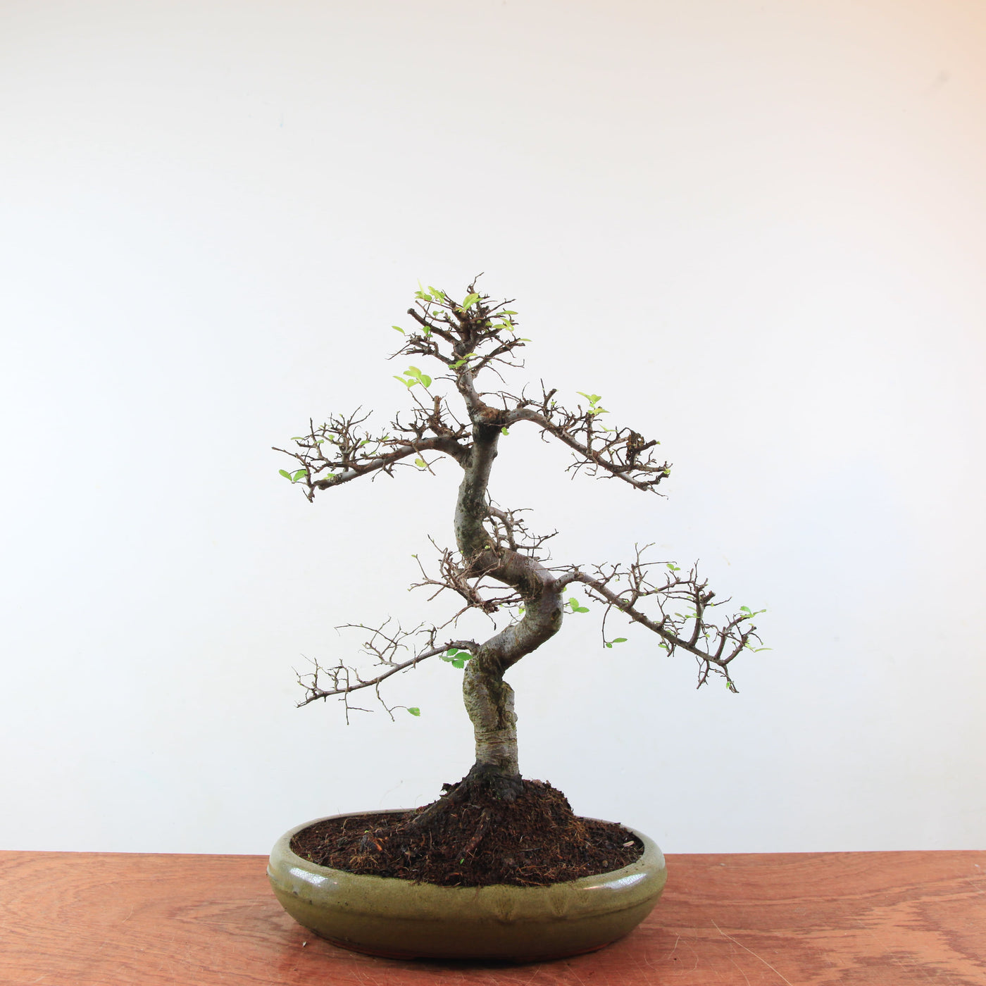 Bonsai Ulmus Parvifolia 'Chinese iep'