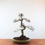 Bonsai Ulmus Parvifolia 'Chinese iep'