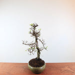 Bonsai Ulmus Parvifolia 'Chinese iep'