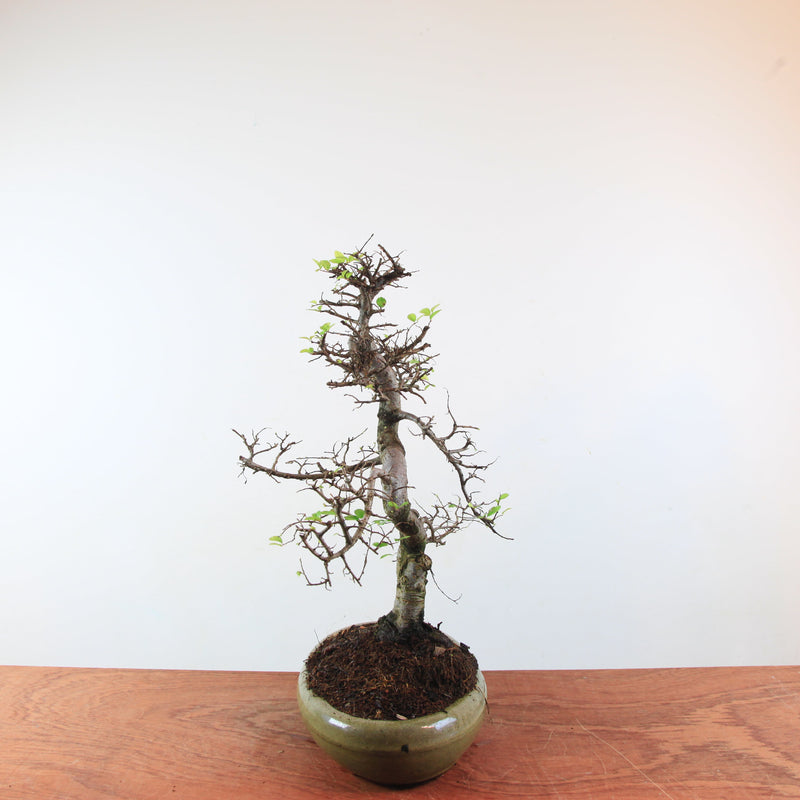Bonsai Ulmus Parvifolia 'Chinese iep'