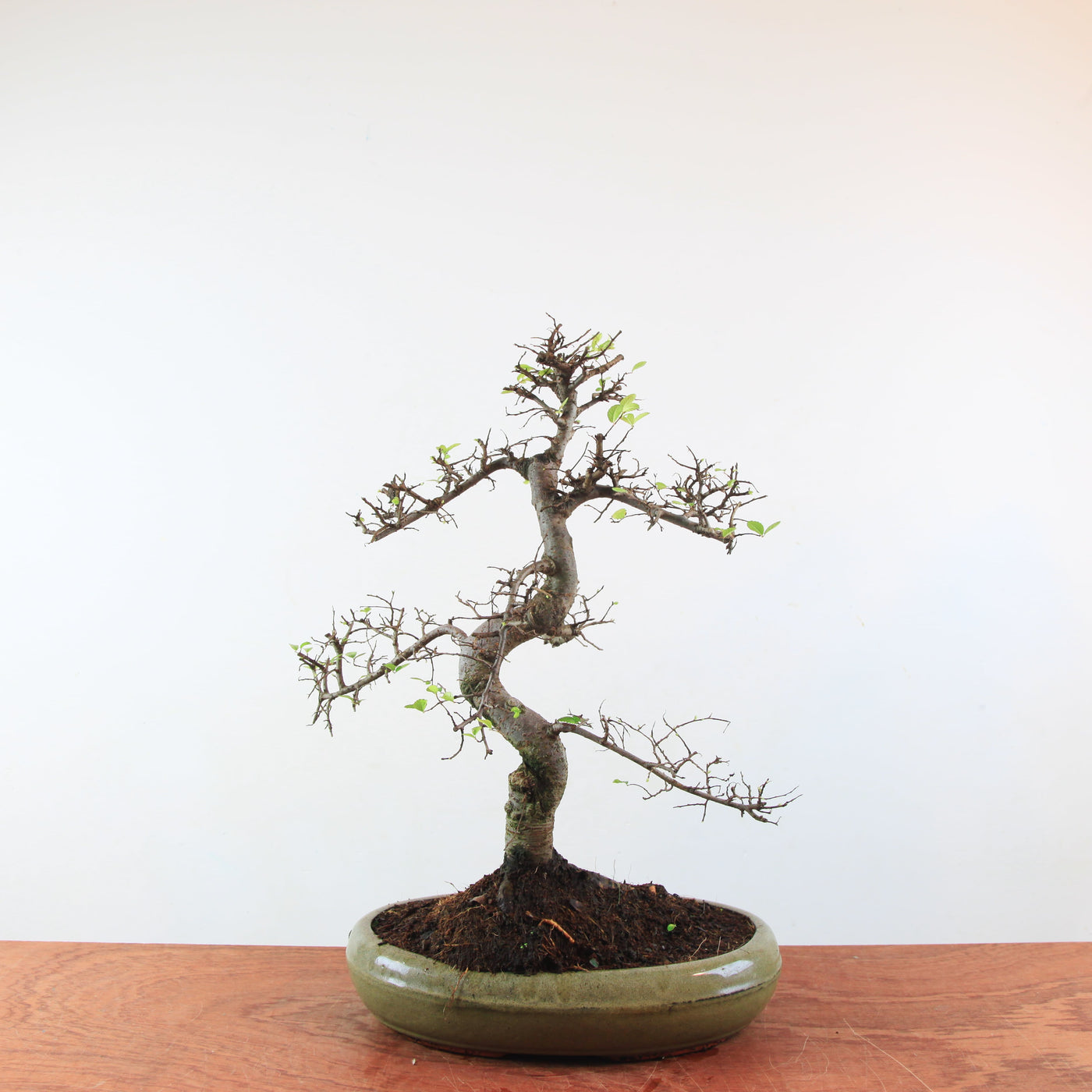 Bonsai Ulmus Parvifolia 'Chinese iep'