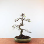 Bonsai Ulmus Parvifolia 'Chinese iep'