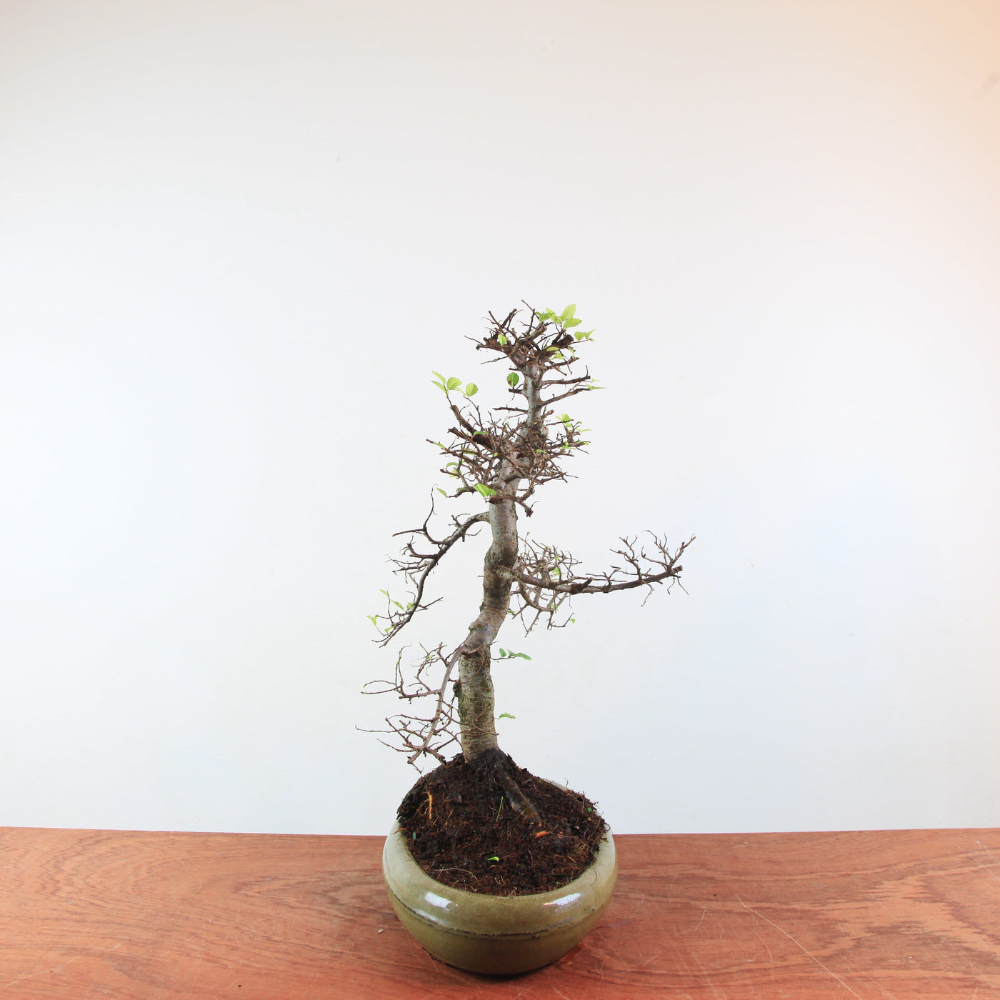 Bonsai Ulmus Parvifolia 'Chinese iep'