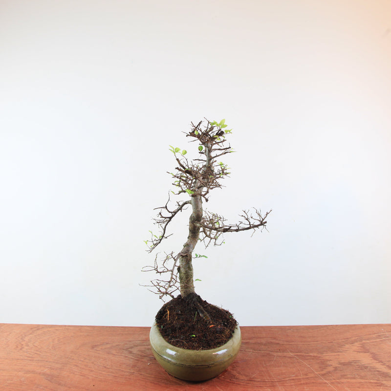 Bonsai Ulmus Parvifolia 'Chinese iep'