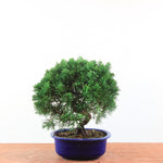 Bonsai Juniperus Chinensis