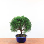 Bonsai Juniperus Chinensis