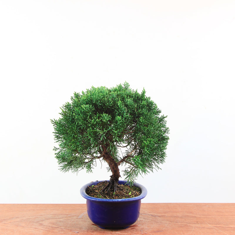 Bonsai Juniperus Chinensis