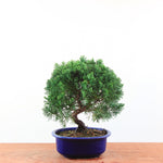 Bonsai Juniperus Chinensis