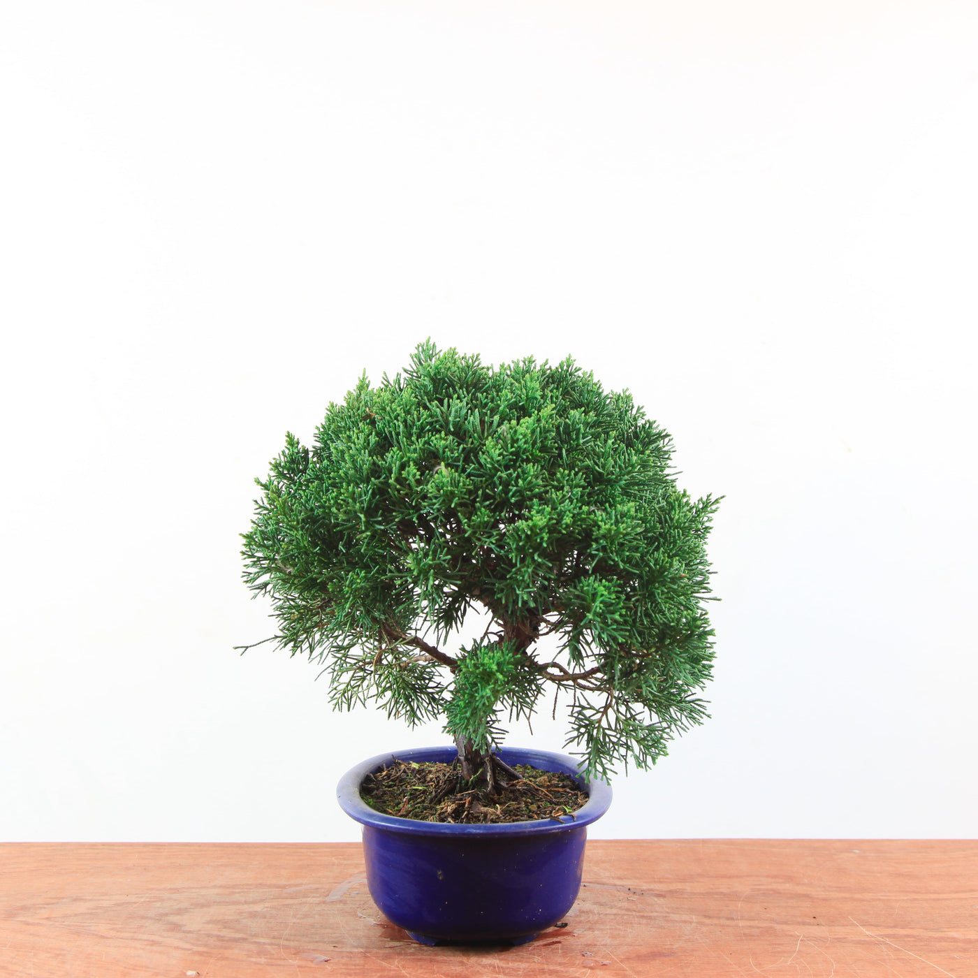 Bonsai Juniperus Chinensis