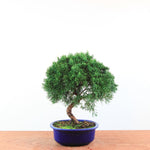 Bonsai Juniperus Chinensis