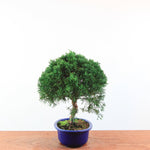 Bonsai Juniperus Chinensis