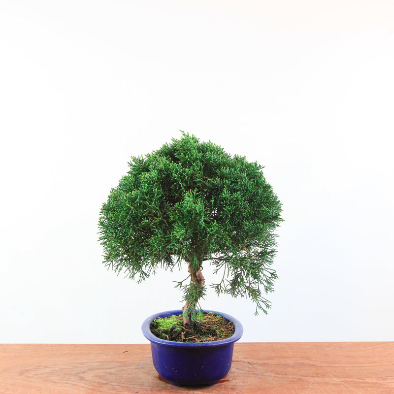 Bonsai Juniperus Chinensis