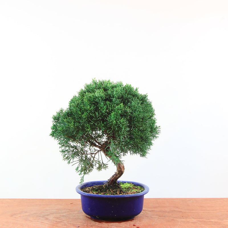 Bonsai Juniperus Chinensis
