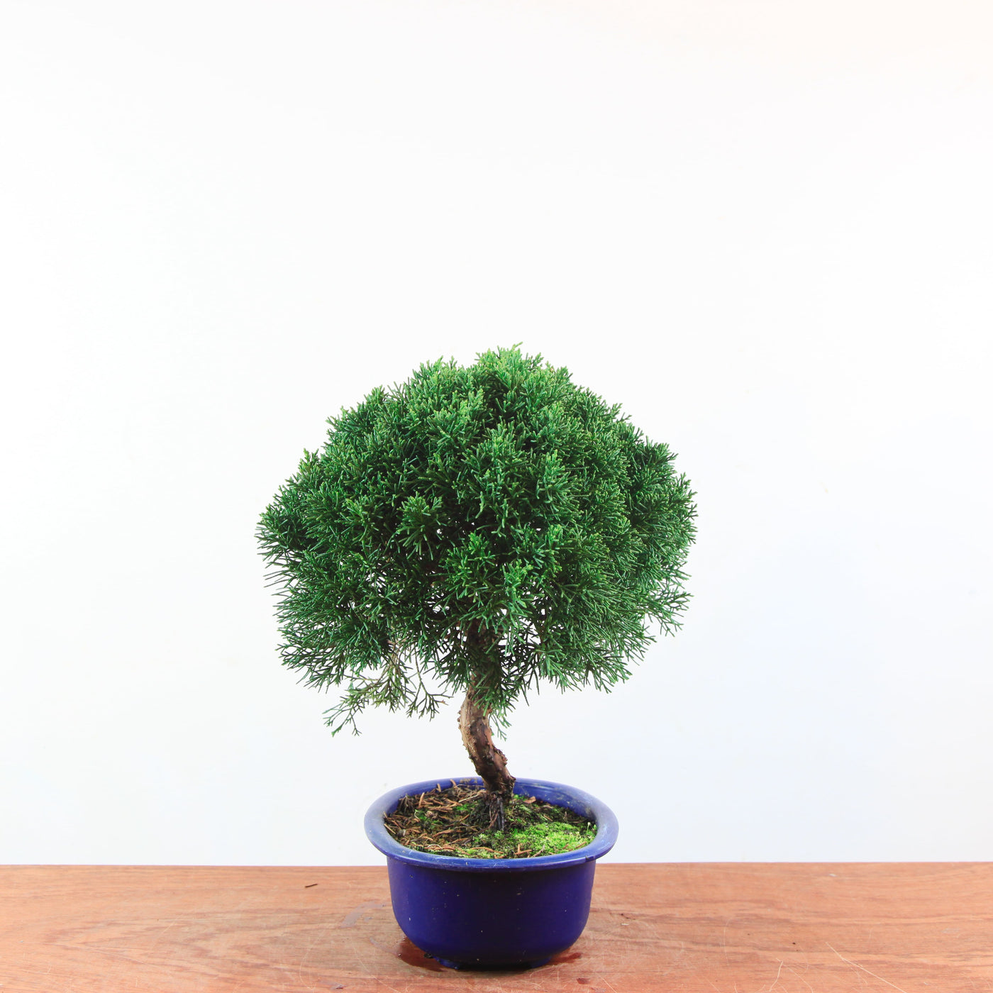 Bonsai Juniperus Chinensis