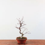 Bonsai Acer Palmatum 'Deshojo'