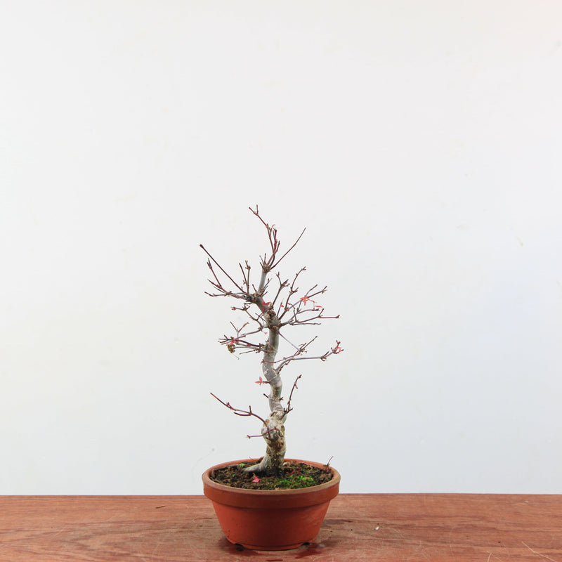 Bonsai Acer Palmatum 'Deshojo'