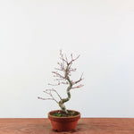 Bonsai Acer Palmatum 'Deshojo'