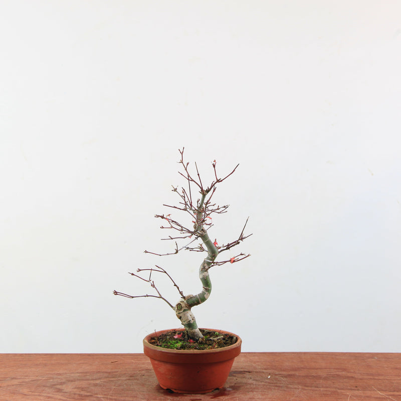 Bonsai Acer Palmatum 'Deshojo'