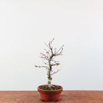 Bonsai Acer Palmatum 'Deshojo'