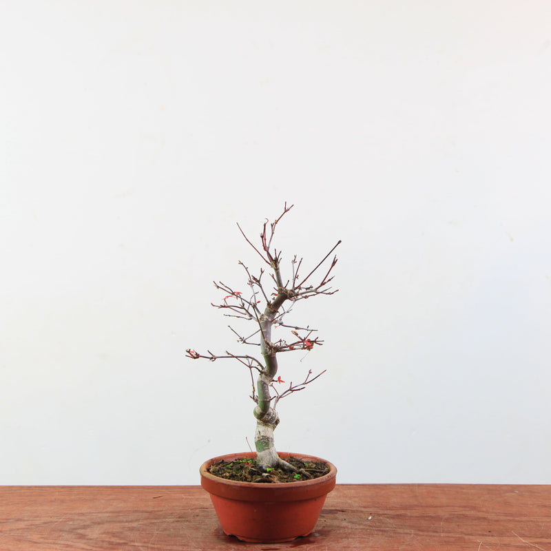 Bonsai Acer Palmatum 'Deshojo'