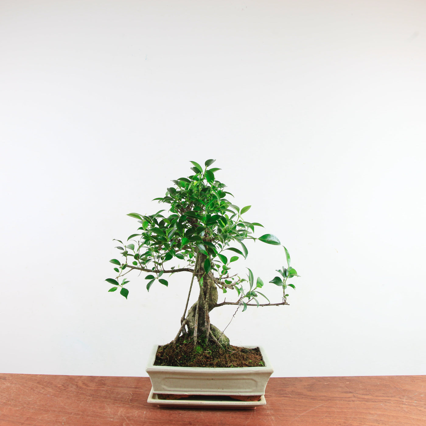 Bonsai Ficus Retusa 'binnen bonsai'