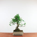 Bonsai Ficus Retusa 'binnen bonsai'