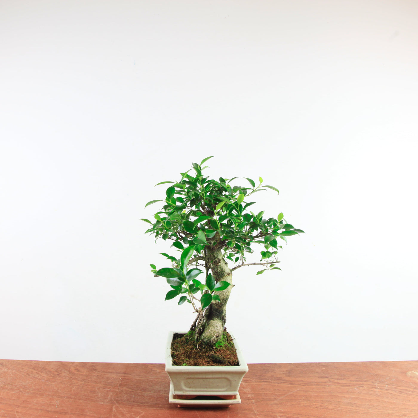 Bonsai Ficus Retusa 'binnen bonsai'