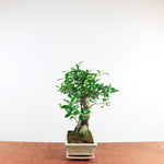 Bonsai Ficus Retusa 'binnen bonsai'