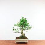Bonsai Ficus Retusa 'binnen bonsai'