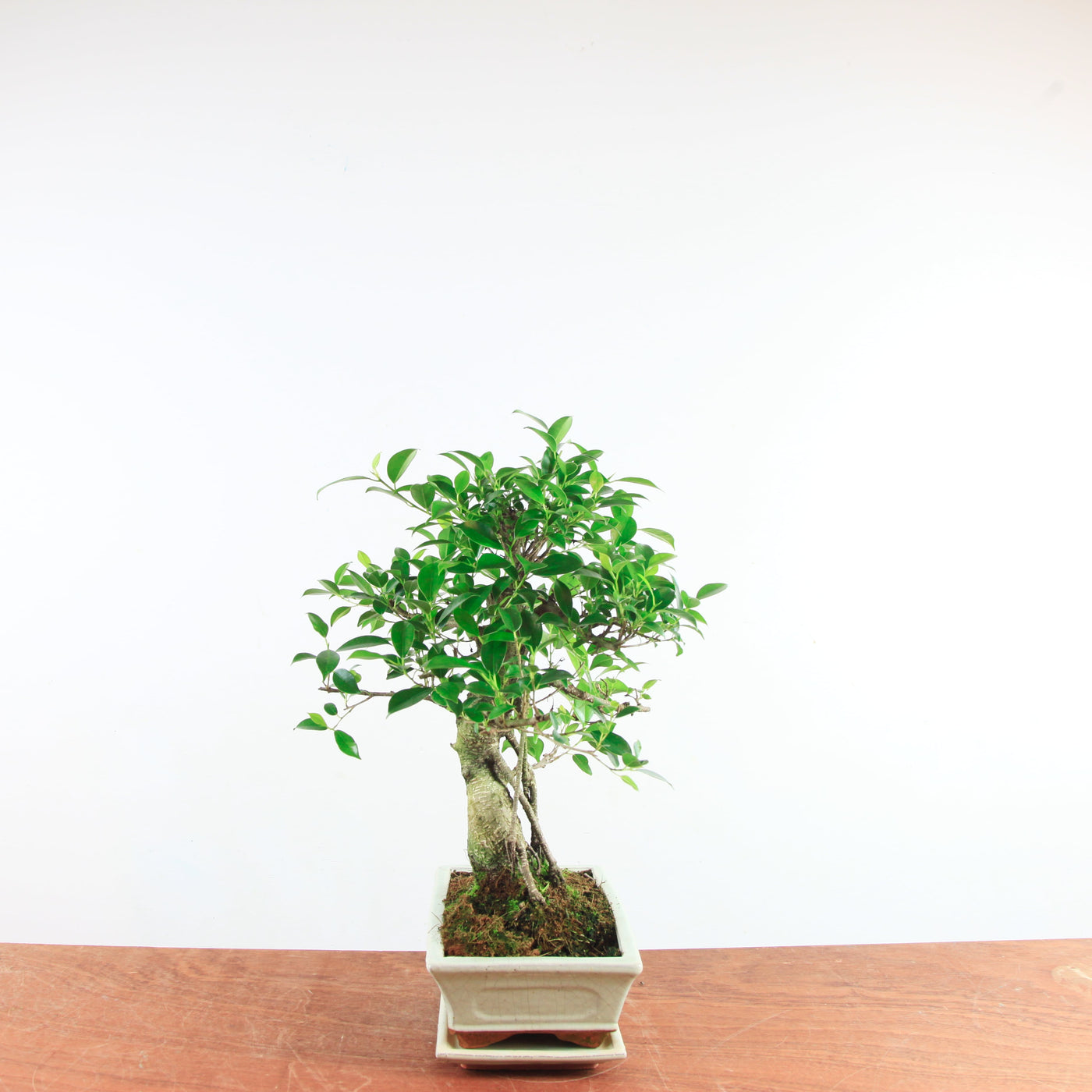 Bonsai Ficus Retusa 'binnen bonsai'