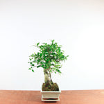 Bonsai Ficus Retusa 'binnen bonsai'