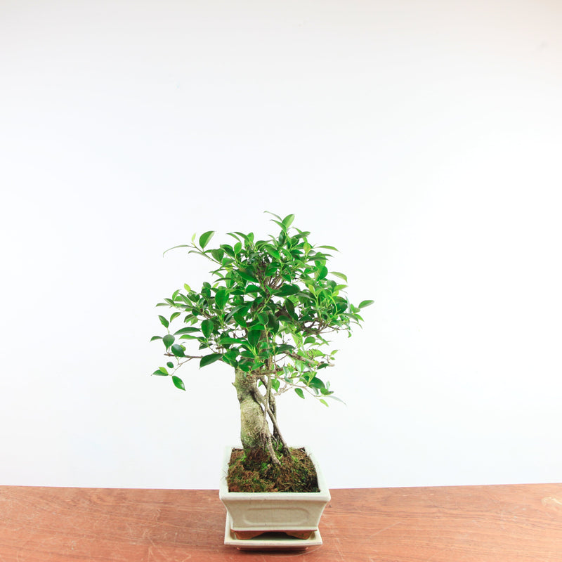 Bonsai Ficus Retusa 'binnen bonsai'