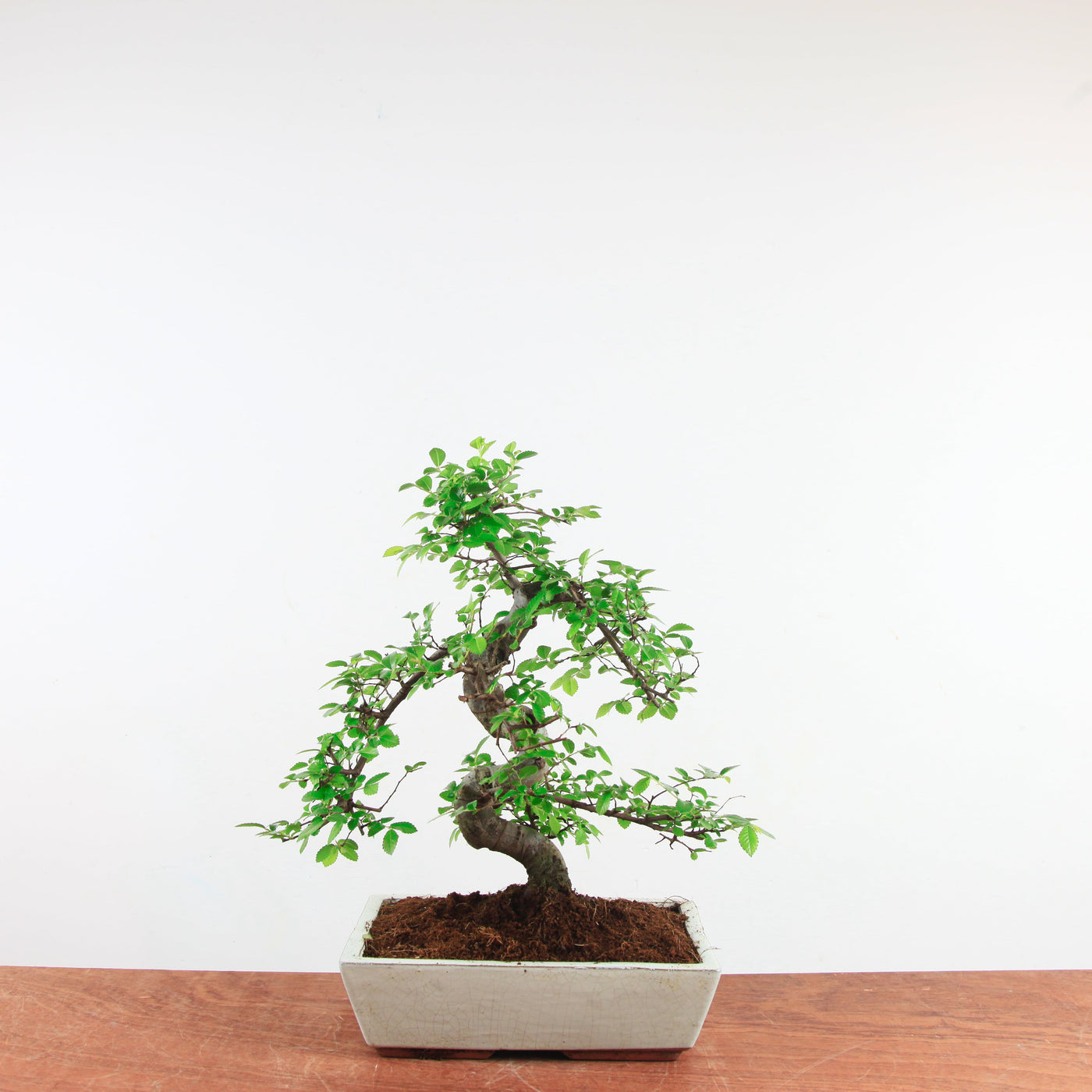 Bonsai Ulmus Parvifolia 'Chinese iep'