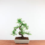 Bonsai Ulmus Parvifolia 'Chinese iep'