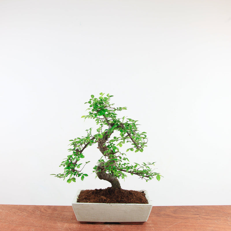 Bonsai Ulmus Parvifolia 'Chinese iep'