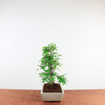 Bonsai Ulmus Parvifolia 'Chinese iep'