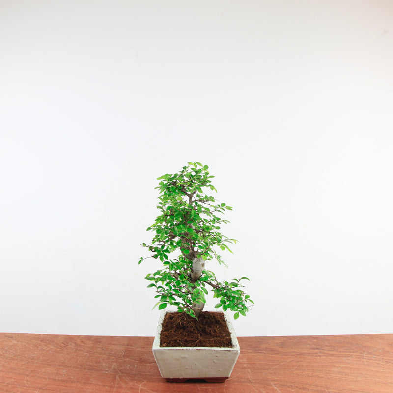 Bonsai Ulmus Parvifolia 'Chinese iep'