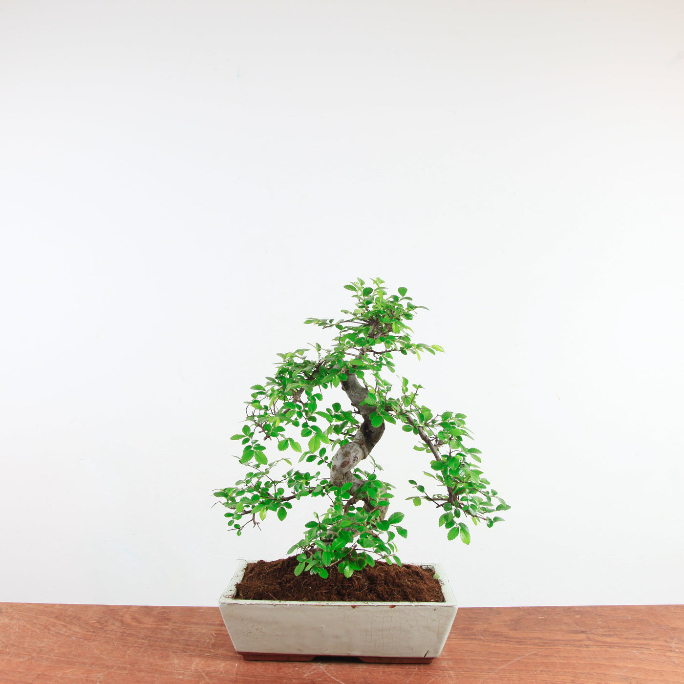Bonsai Ulmus Parvifolia 'Chinese iep'