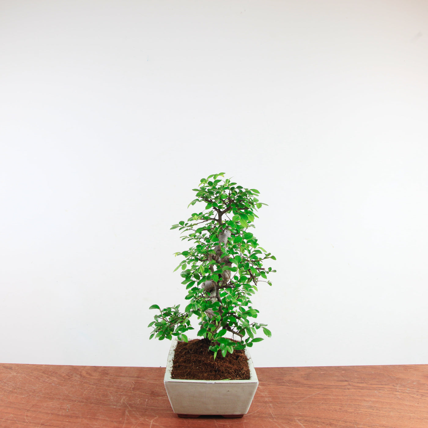 Bonsai Ulmus Parvifolia 'Chinese iep'