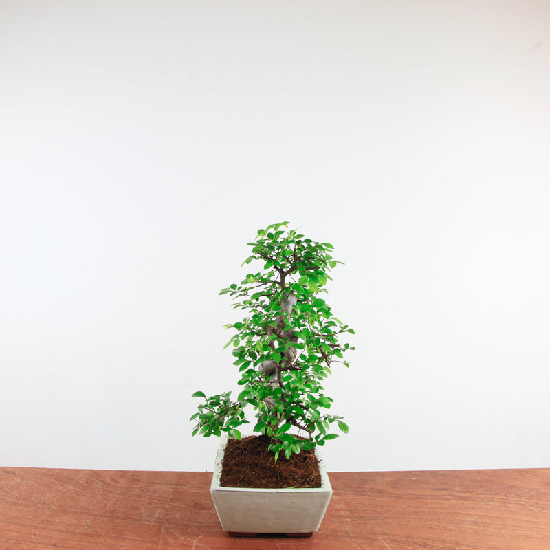 Bonsai Ulmus Parvifolia 'Chinese iep'